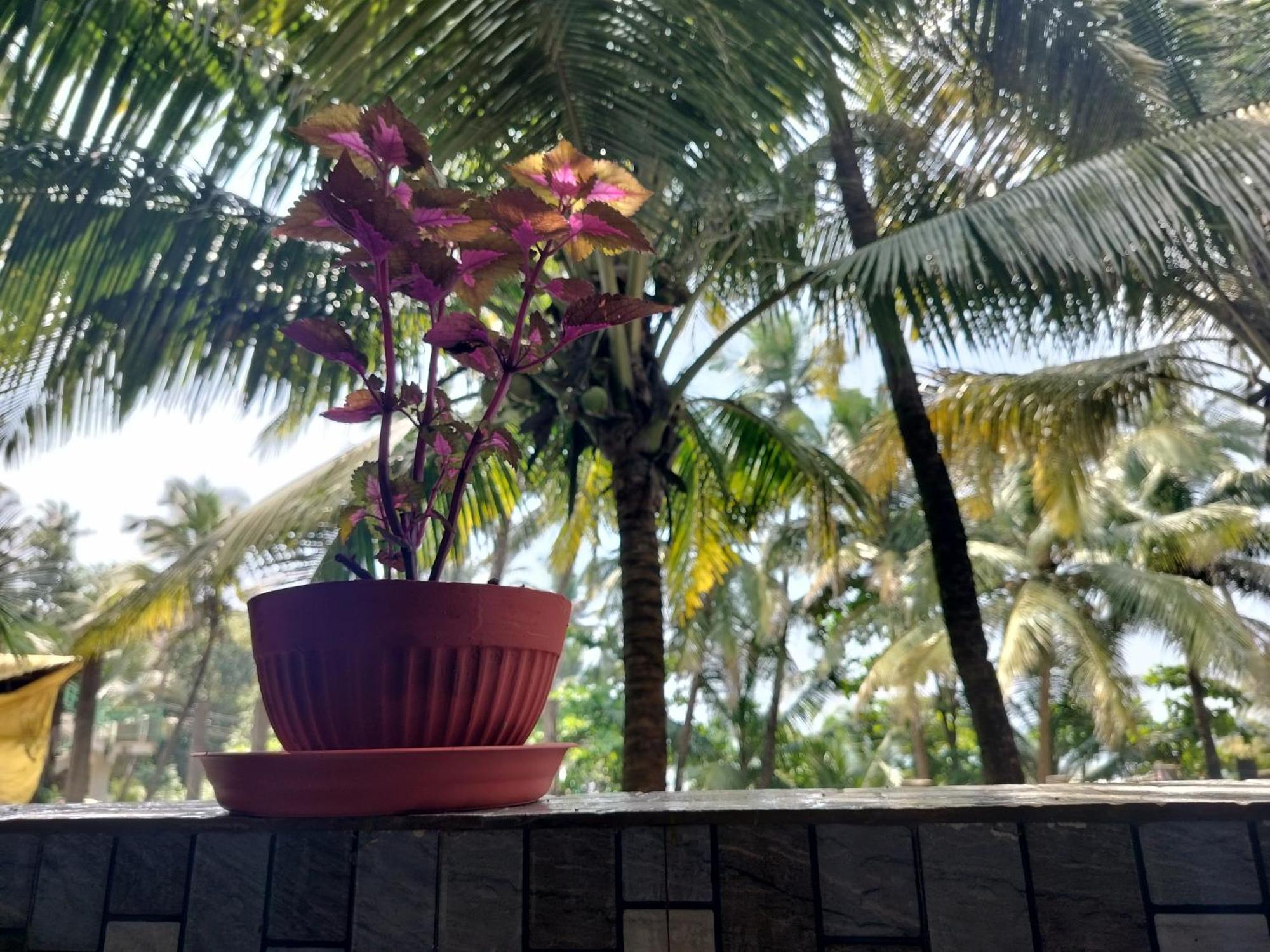 Kumbaya Beachside Hostel & Apartments At Arambol Beach ภายนอก รูปภาพ